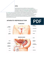 aparato femenino masculino