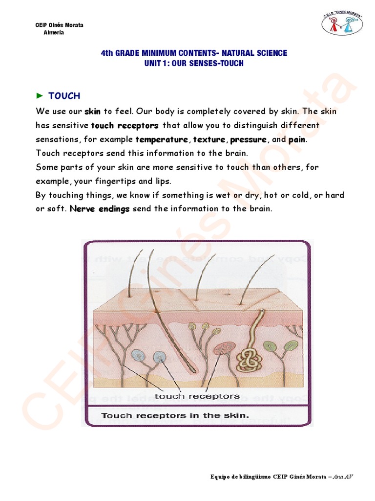 Exploring the Sense of Touch: A Lesson on Our Skin's Sensory Abilities ...