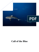 Call of The Blue - Individual Photographers