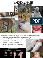 5 - Razmnožavanje Životinja - Seminar 2021