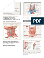 Pescoço Ii