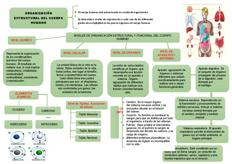 niveles-de-organizacion-del-cuerpo-humano-pack-de-ciencias-de-la