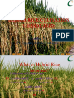 Hybrid Rice Cultivation Characters