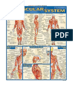 Muscular System (Quick Study Academic) - Inc. BarCharts
