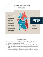 Human Heart Anatomy & Physiology