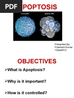 Download apoptosis by Prashant Kumar SN54440926 doc pdf