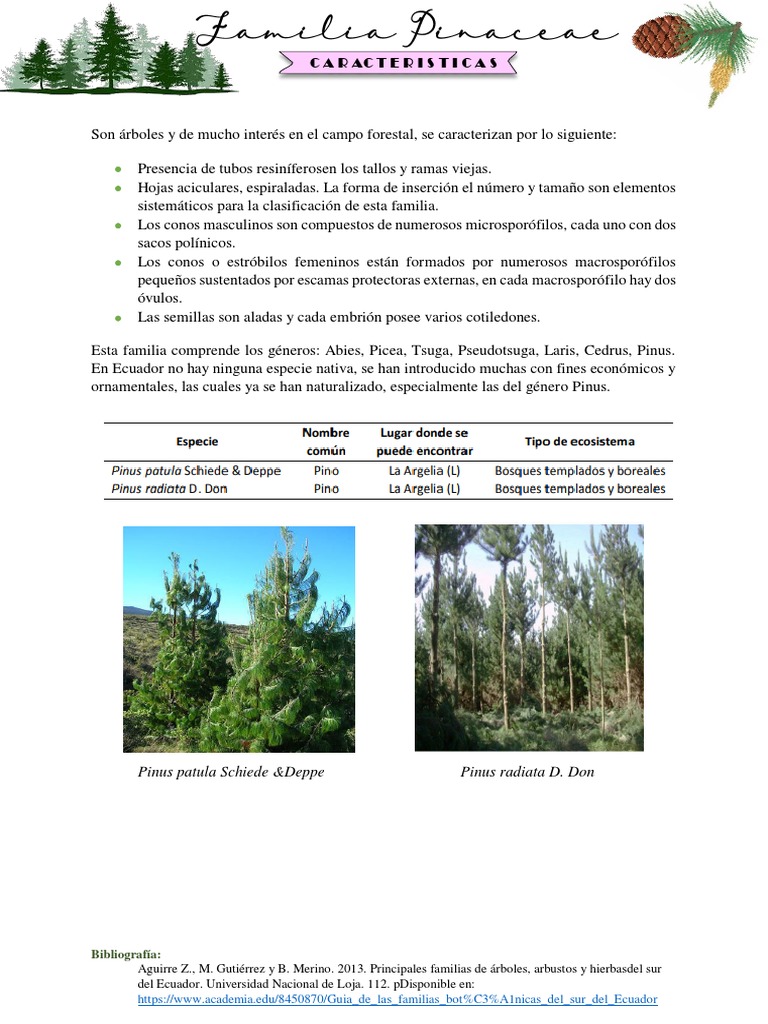 F Pinaceae | PDF
