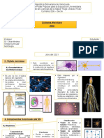 Tema#1 Sistema Nervioso