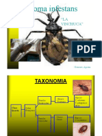 Triatoma Infestans Mayo 2013 PDF