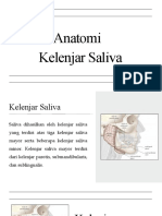 Anatomi Kelenjar Saliva