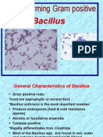 Bacillus: Spore-Forming Gram Positive