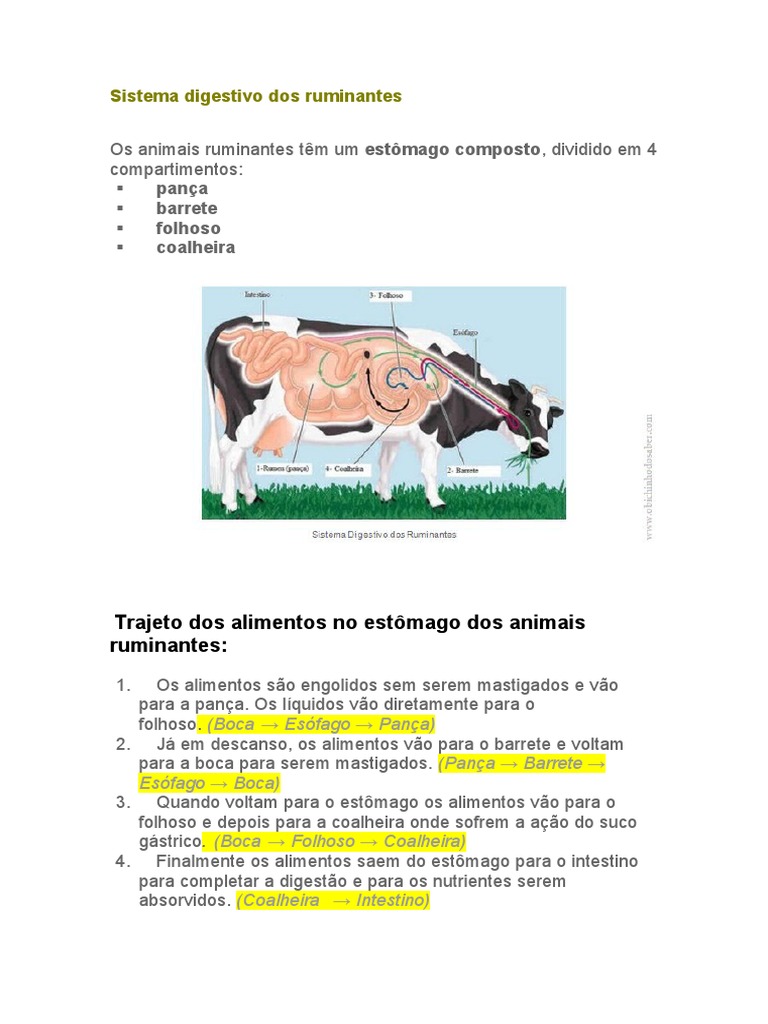 Sistema Digestivo dos Ruminantes | PDF | Bem-estar | Ciências e Matemática