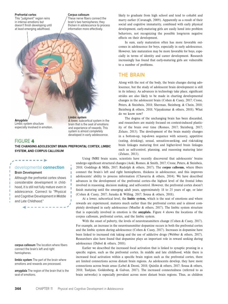 Adolescent Brain Development Insights | PDF | Adolescence | Limbic System