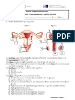 Sistema reprodutor humano: anatomia e fisiologia