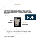 7 - La dentinogenèse (3)