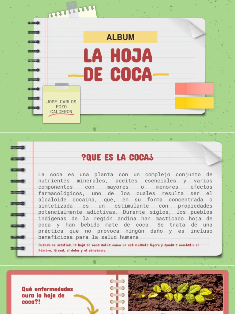 Hoja de Coca PDF Cocaína Nutrición