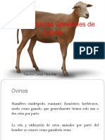 Características Generales Ovinos