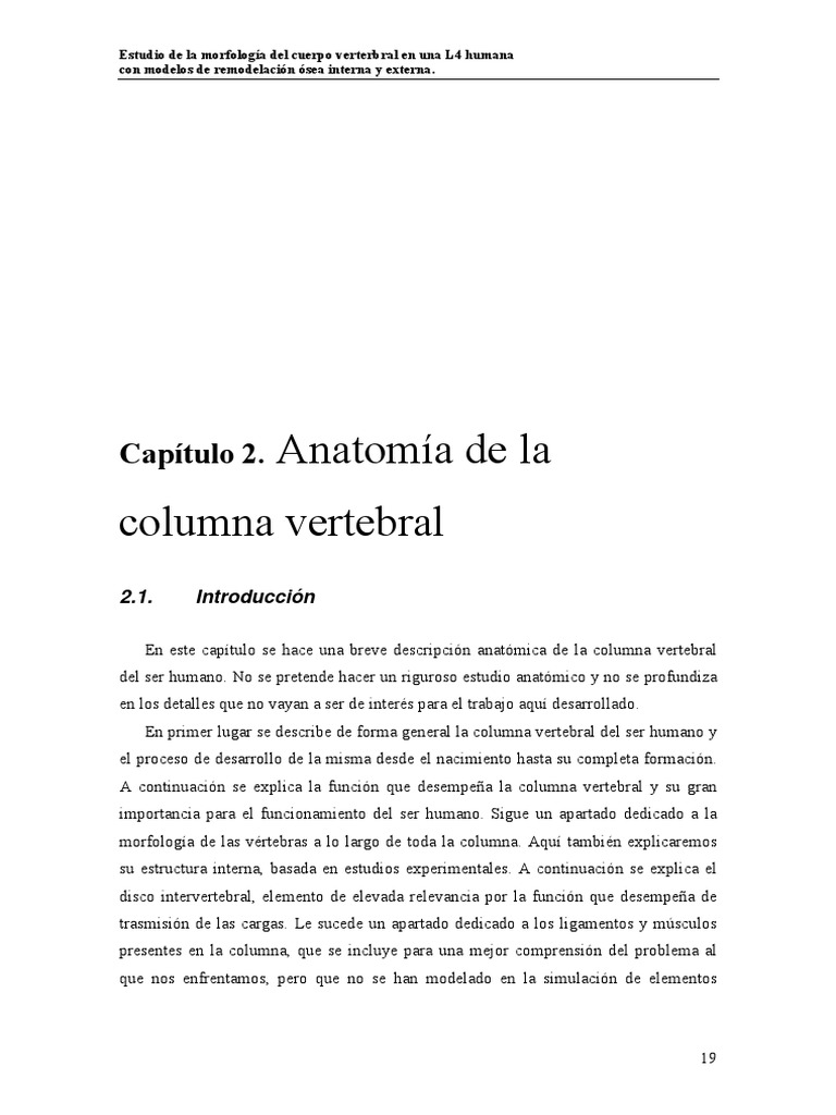 Morfología de la vértebra L4 humana | PDF | La columna vertebral | Vértebra