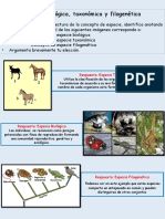Especies biológicas, taxonómicas y filogenéticas