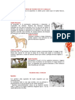 Tipos de Tejido de Un Caballo