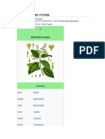 Cinnamomum Verum 3