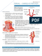 Anatomia Cabeça e Pescoço