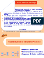 Meiosis b2