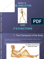 The Skeleton: Section 1a