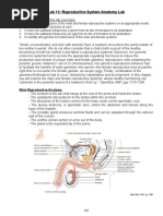 AP2 Lab13 Reproductive System Anatomy Lab SP21final