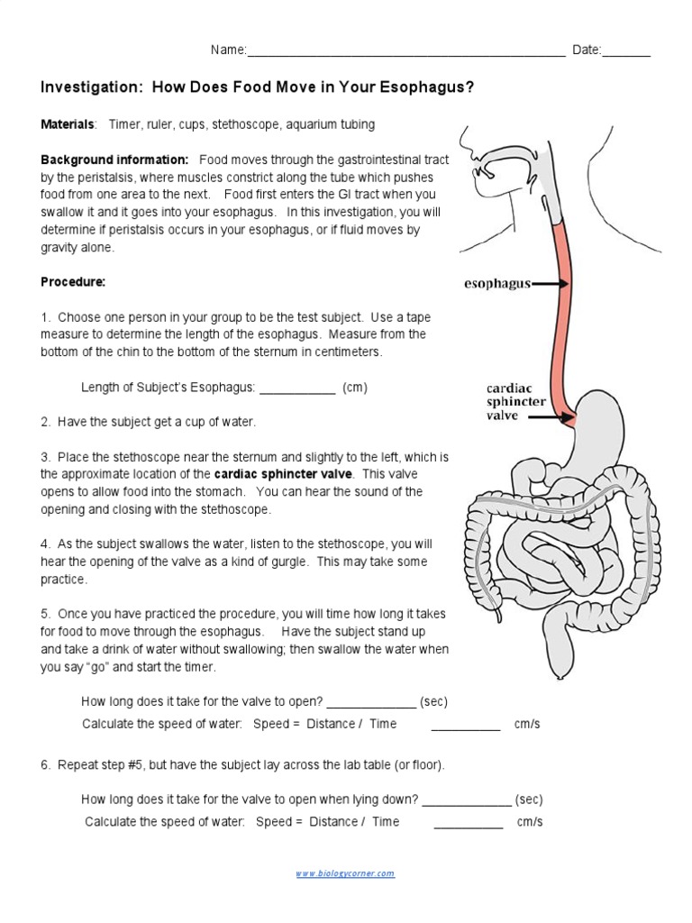 Investigation How Does Food Move in Your Esophagus PDF Esophagus