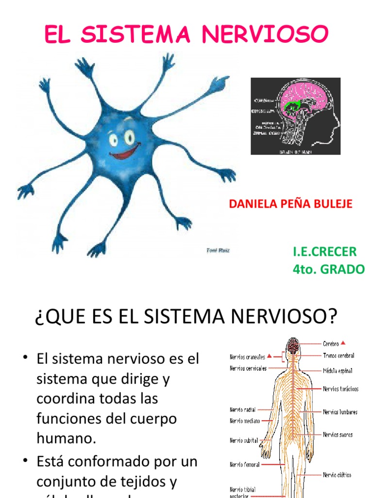 El Sistema Nervioso Primaria