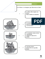 Fases Da Vida de Uma Árvore