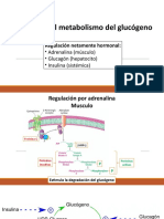Regulación Metabolismo Glucógeno