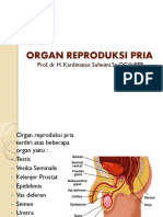 REPRODUKSI PRIA