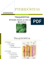 12 Pteridofitas Homosporadas Heterosporadas