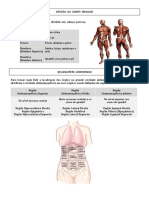 Divisão anatômica do corpo em 4 partes