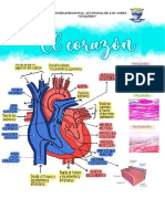 Tarea 4 Histologia II (Corazon)