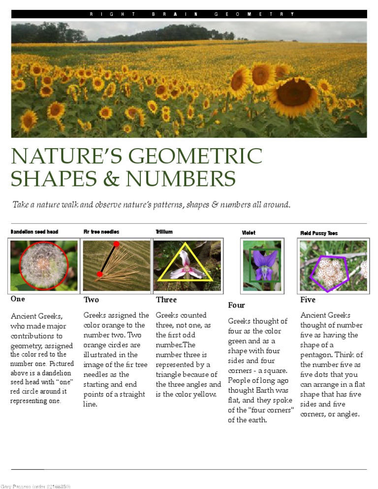 Nature's Geometry: Patterns in Nature | PDF | Shape | Classical Geometry