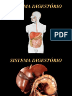 Aula 07 Aula Sistema Digestorio PDF