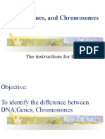 DNA, Genes, and Chromosomes2