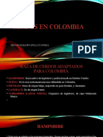 Cerdos en Colombia: Razas adaptadas y sector porcícola