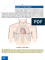 Anatomy of the Heart: A Concise Overview