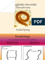 Strongyloides Stercoralis: (Threadworm)