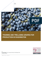 Training and Trellising Grapes