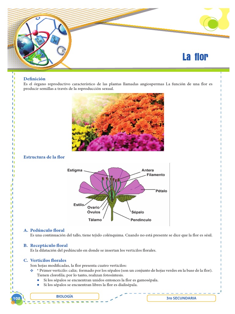 Estructura y Función de la Flor | PDF | Flores | Fruta