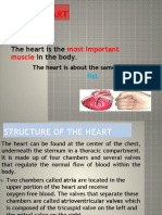 Function of The Heart