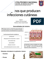 Piel & Faneras - BOCETO