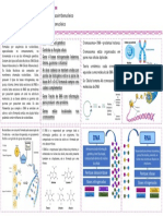 DNA RNA Cromossomos Genes 40