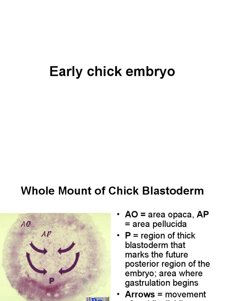 Chick Embryo Development Stages | PDF | Developmental Biology ...