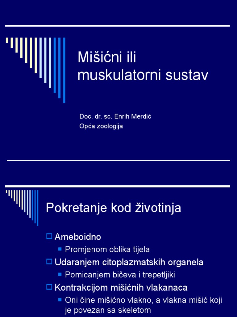3-Misicni Sustav | PDF
